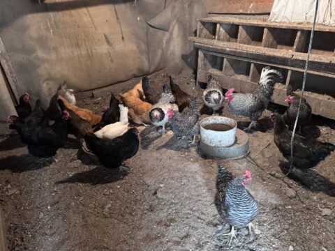 Our Story –  –  by Montana Kid